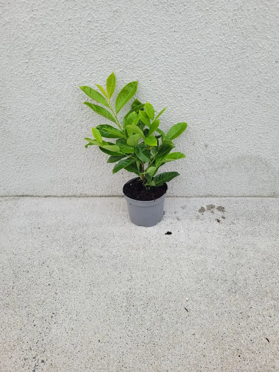 Portuguese & Common Laurell for sale 🌳 - Image 4