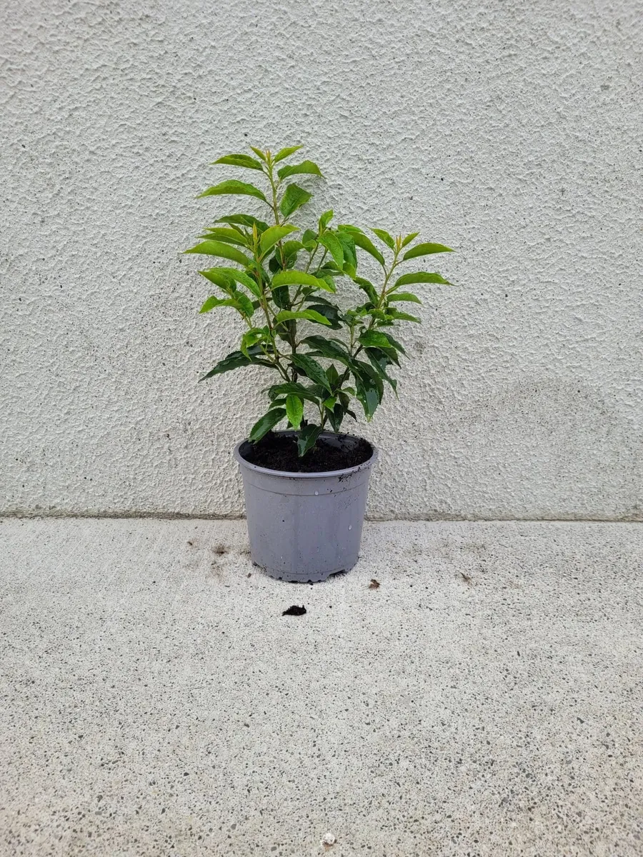 Portuguese Laurell for sale 🌳 - Image 4