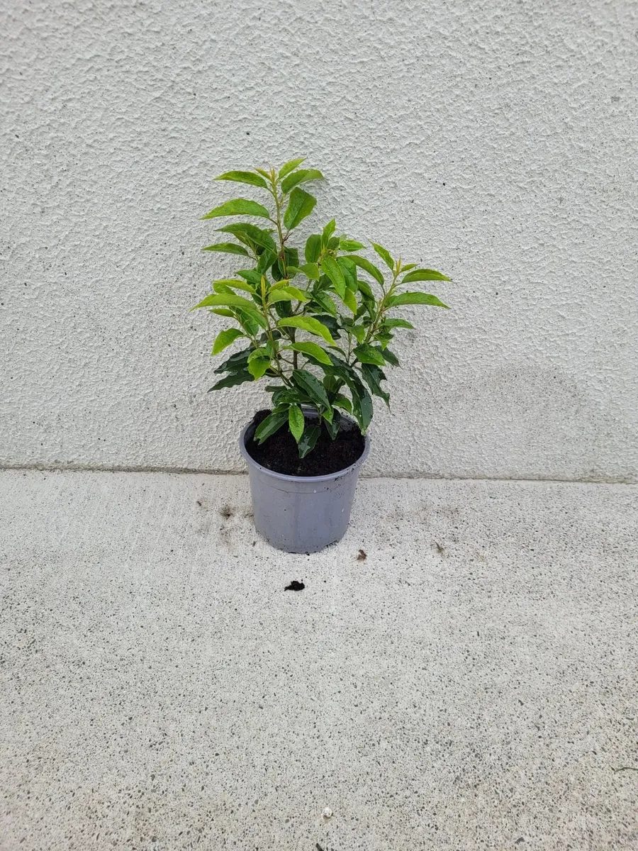 Portuguese Laurell for sale 🌳 - Image 4