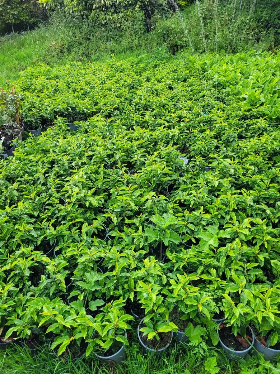 Portuguese Laurell for sale 🌳 - Image 1