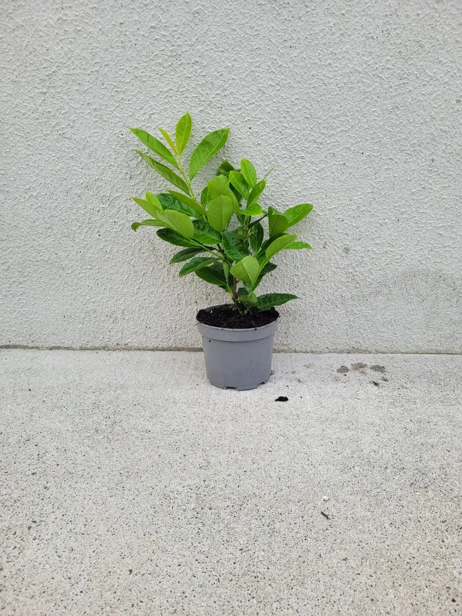 Portuguese & Common Laurell for sale 🌳 - Image 3