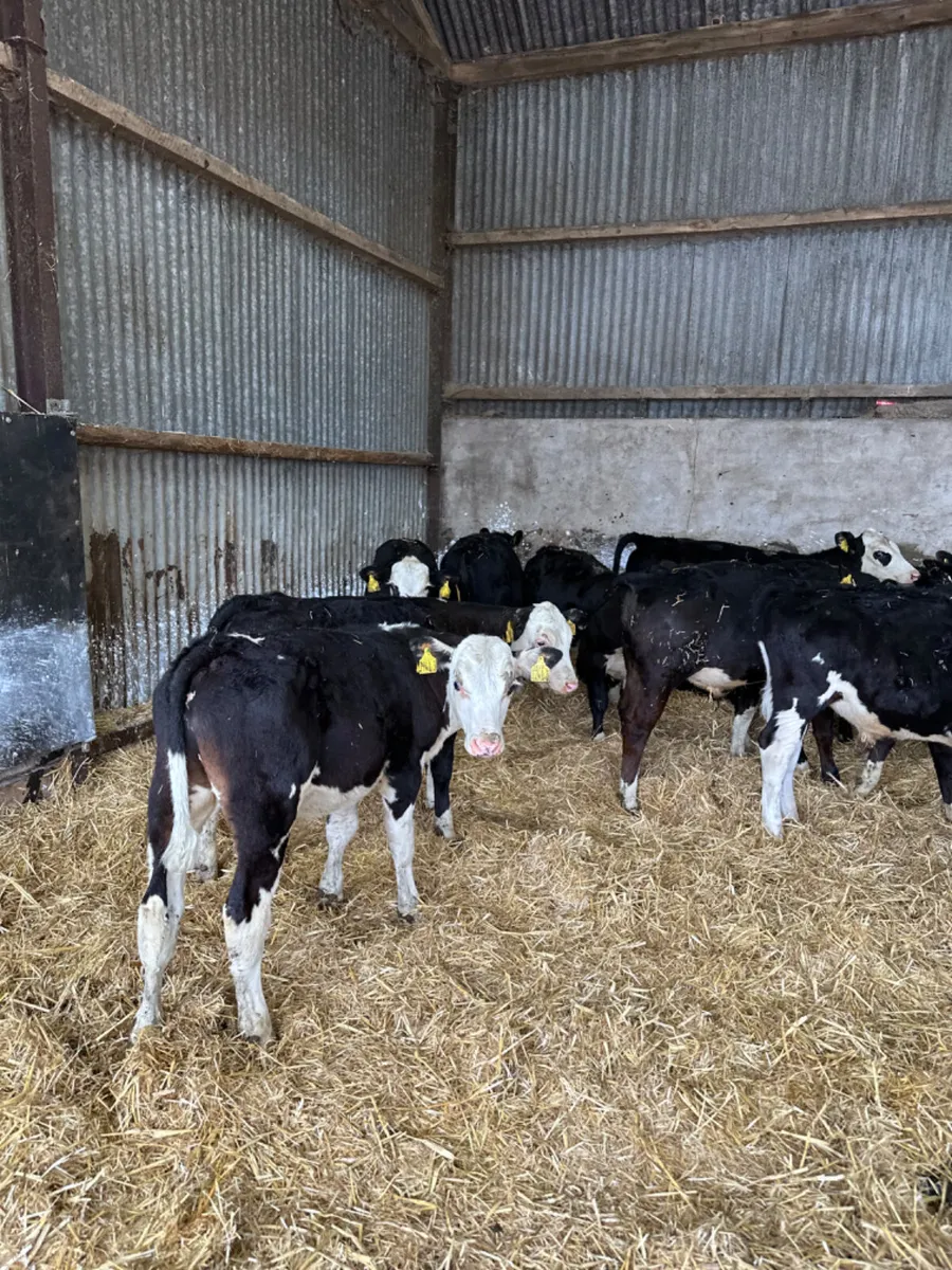 Hereford and Angus bulls - Image 1