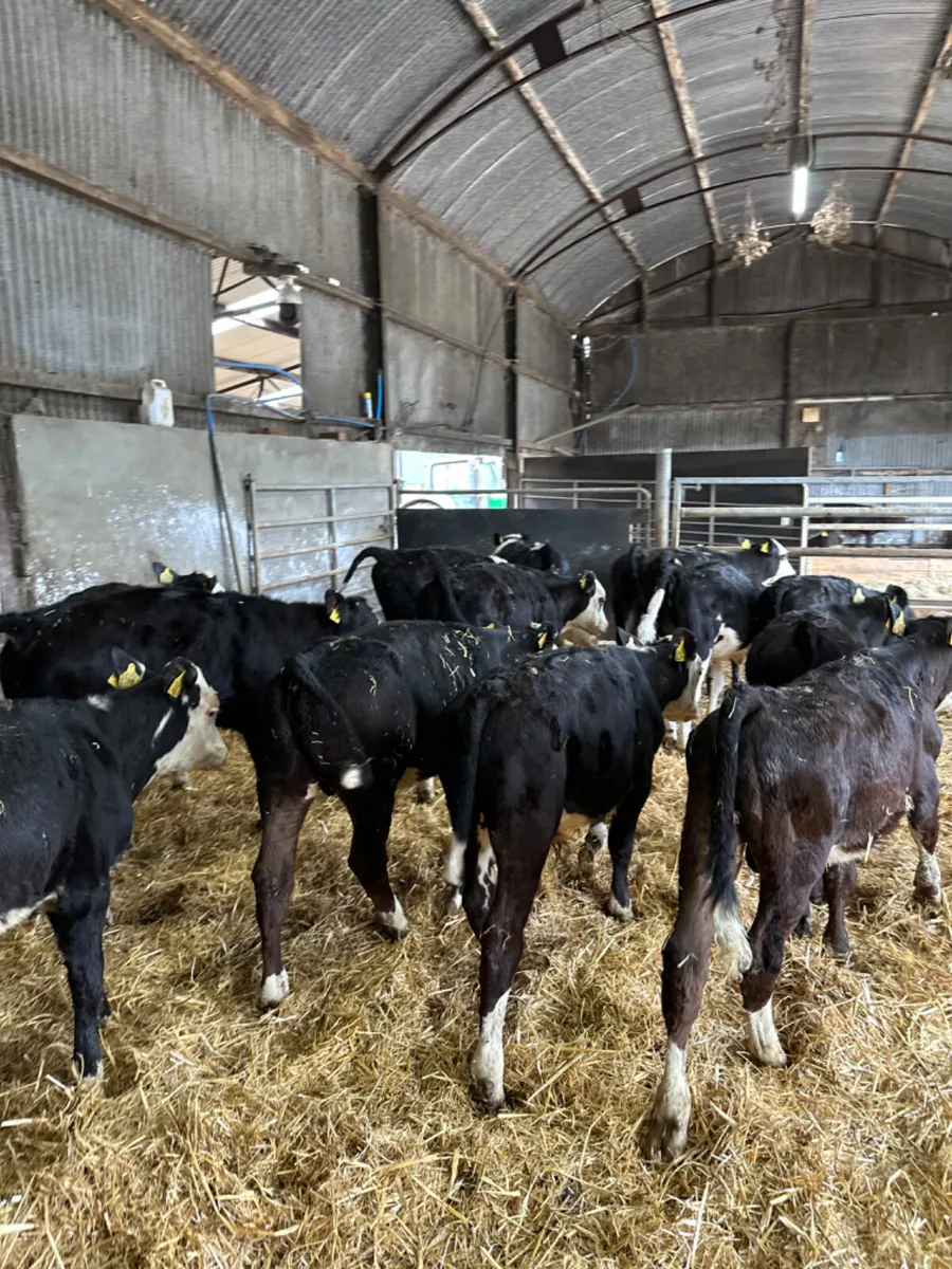 Hereford and Angus bulls - Image 3