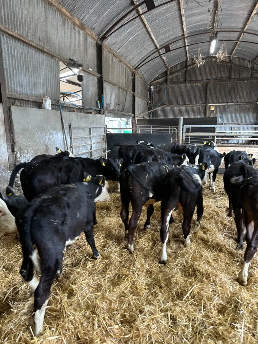 Hereford and Angus bulls - Image 4