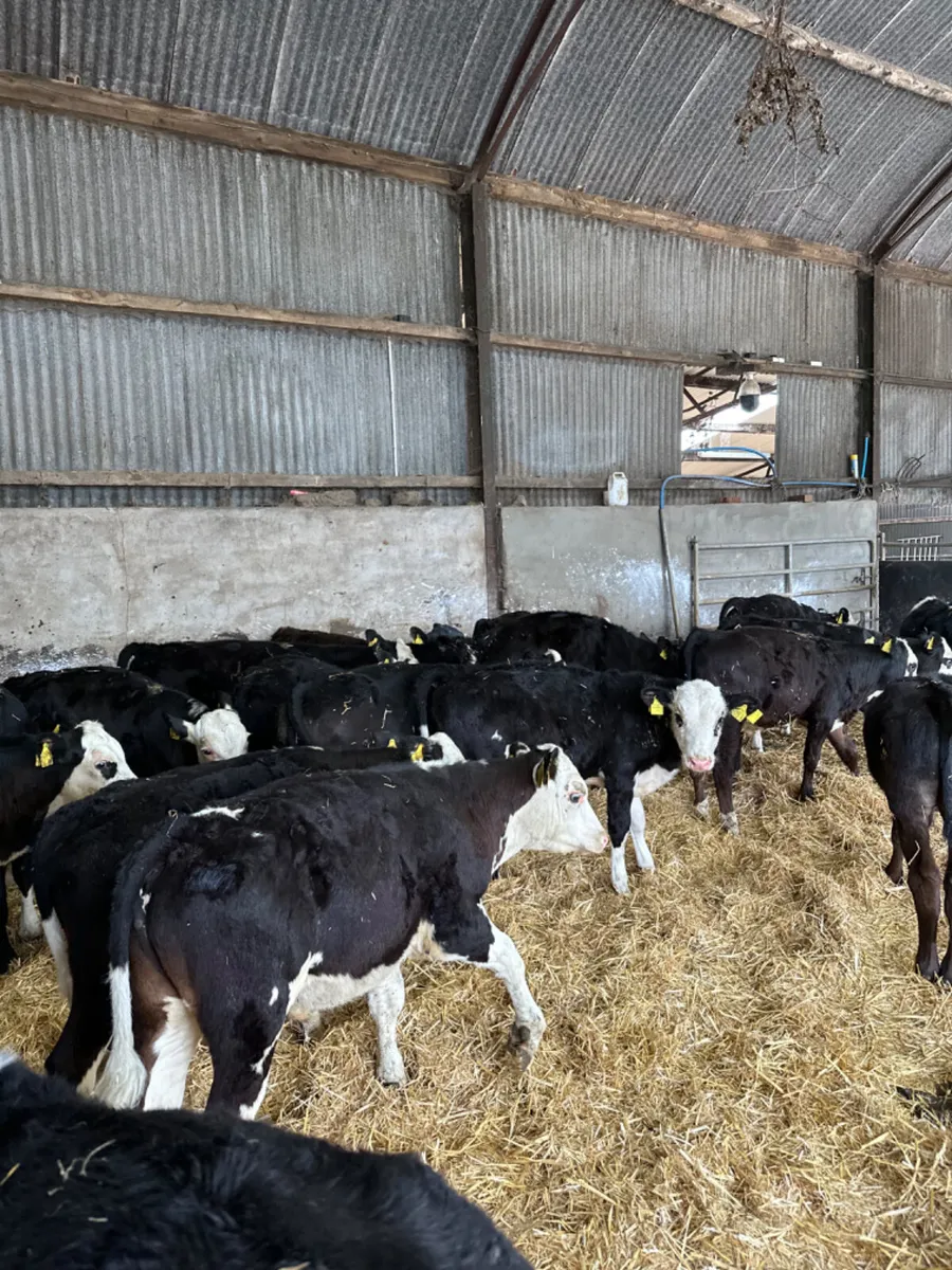 Hereford and Angus bulls - Image 2