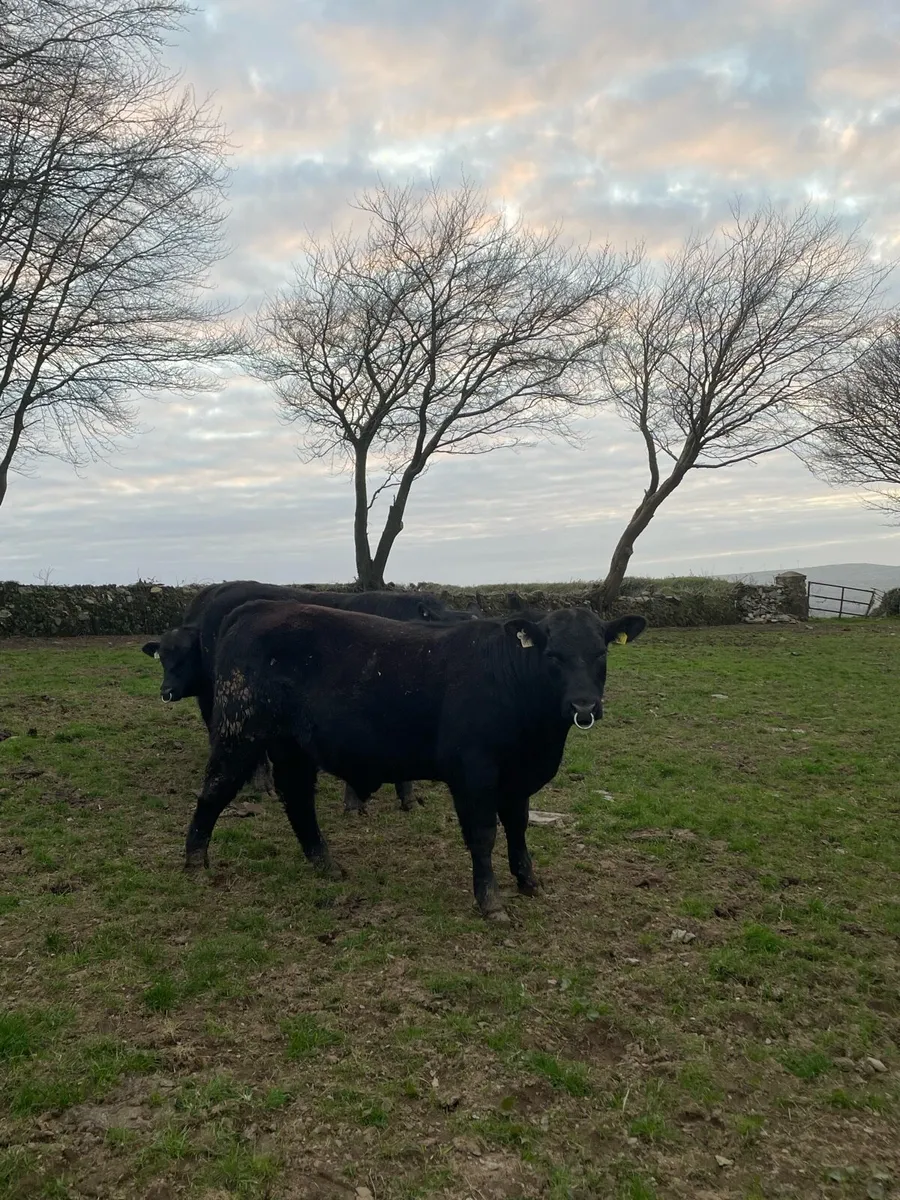 PBR Aberdeen Angus Bulls - Image 1