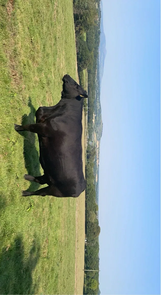 PBR Aberdeen Angus Bulls - Image 3