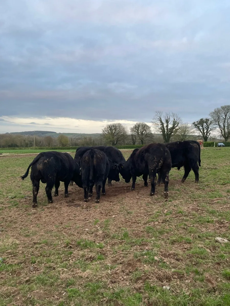 PBR Aberdeen Angus Bulls - Image 4