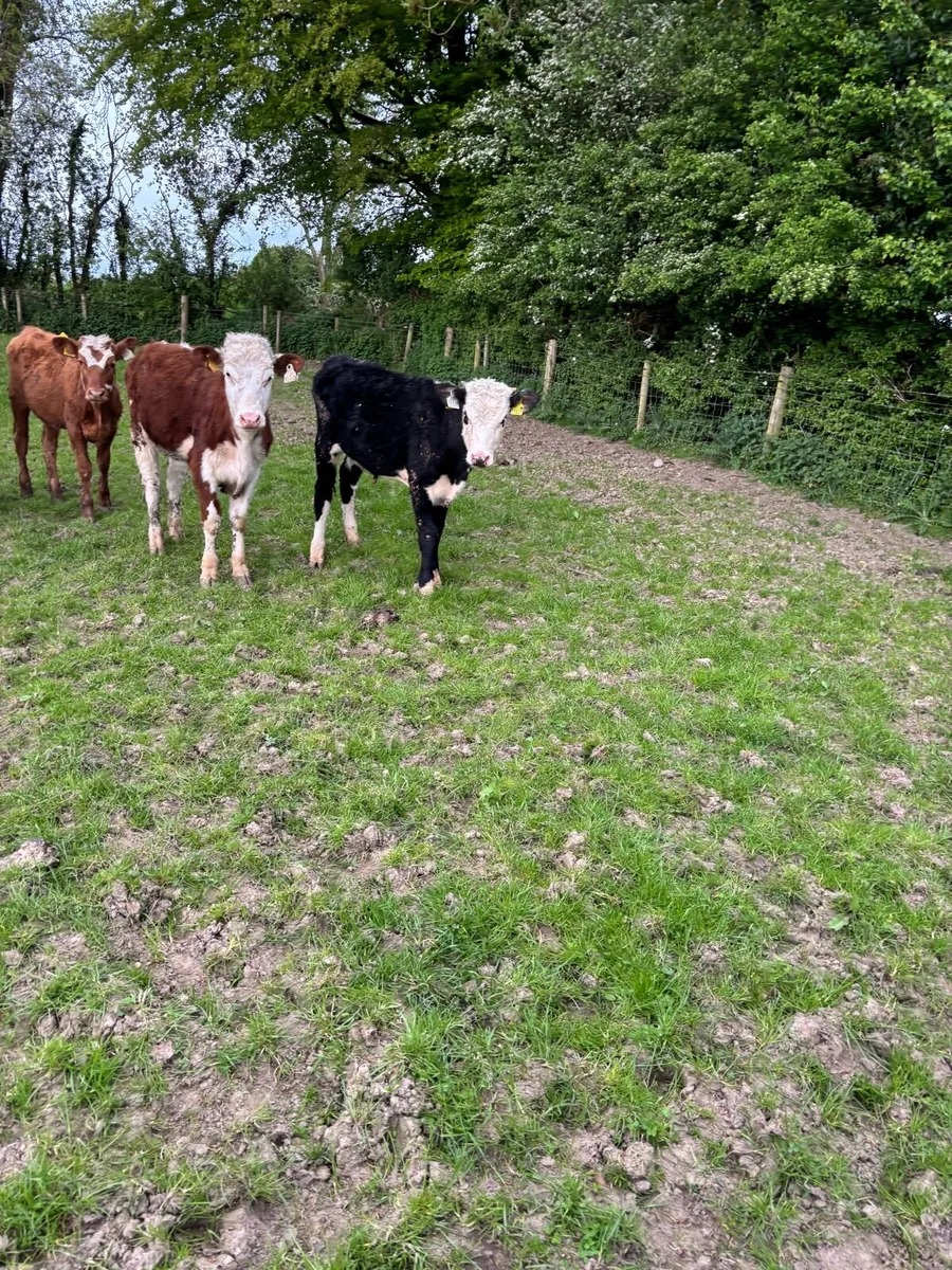 6 super Hereford and Angus weanling heifers - Image 2