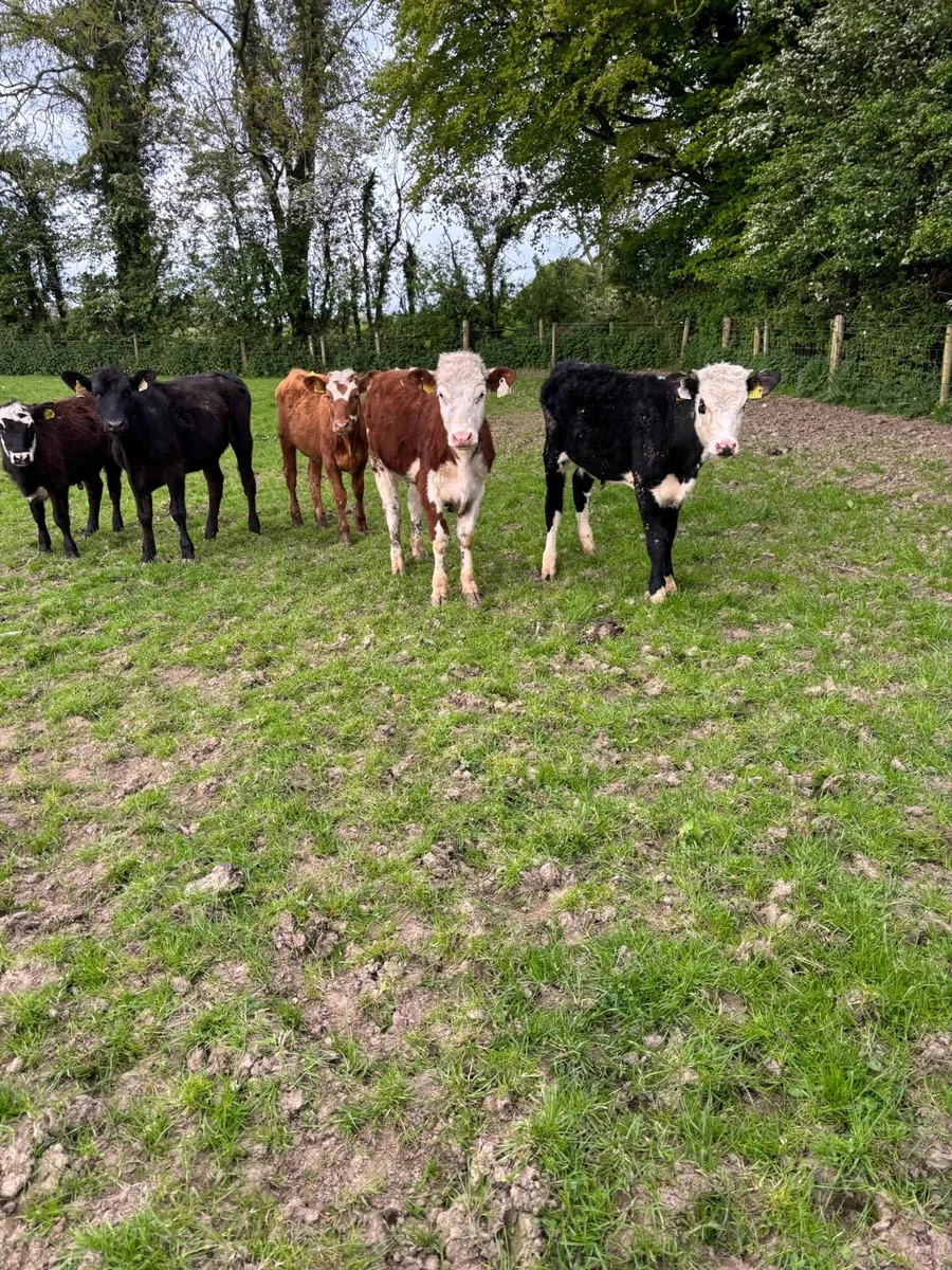 6 super Hereford and Angus weanling heifers - Image 3