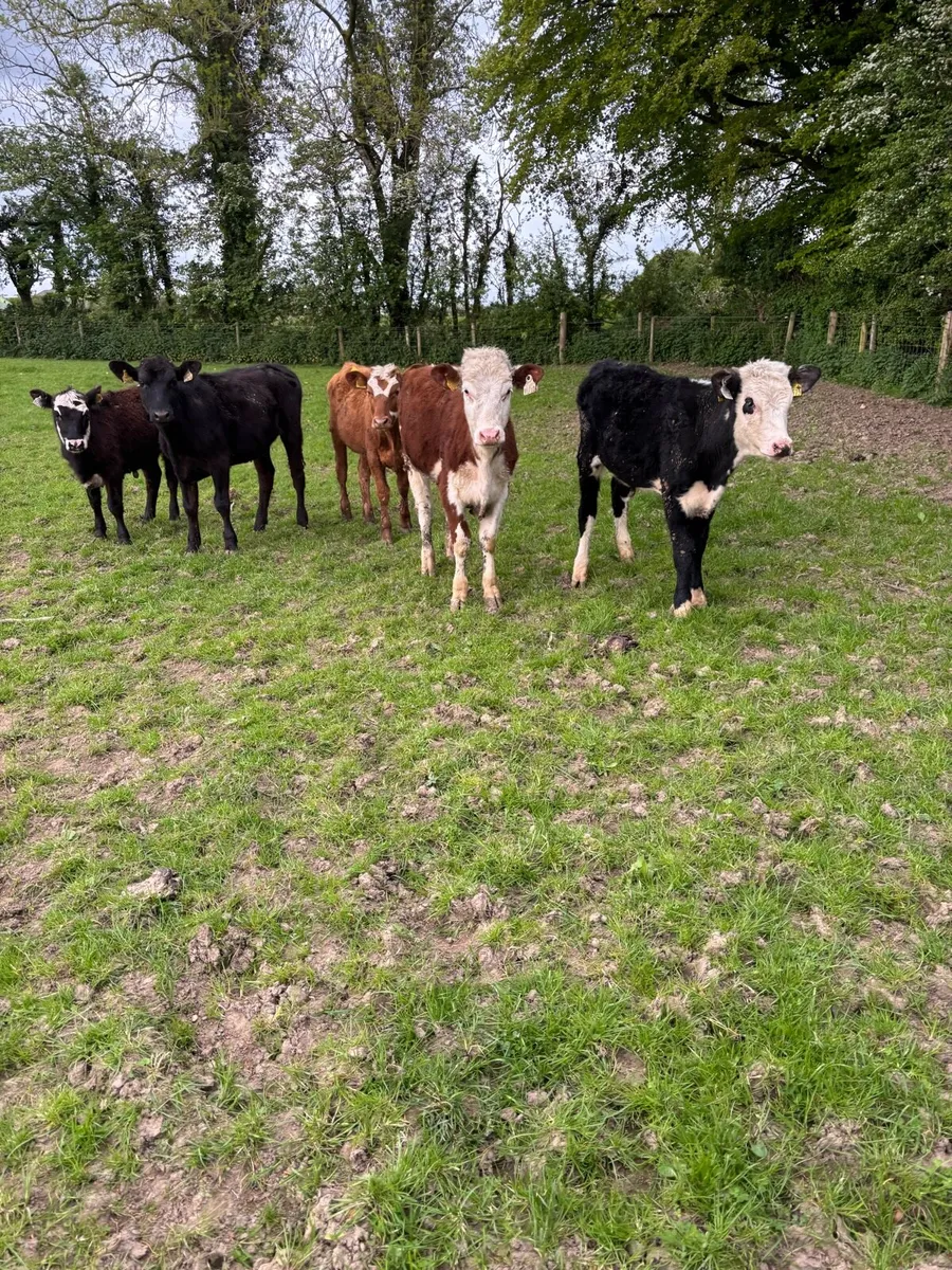 6 super Hereford and Angus weanling heifers - Image 4