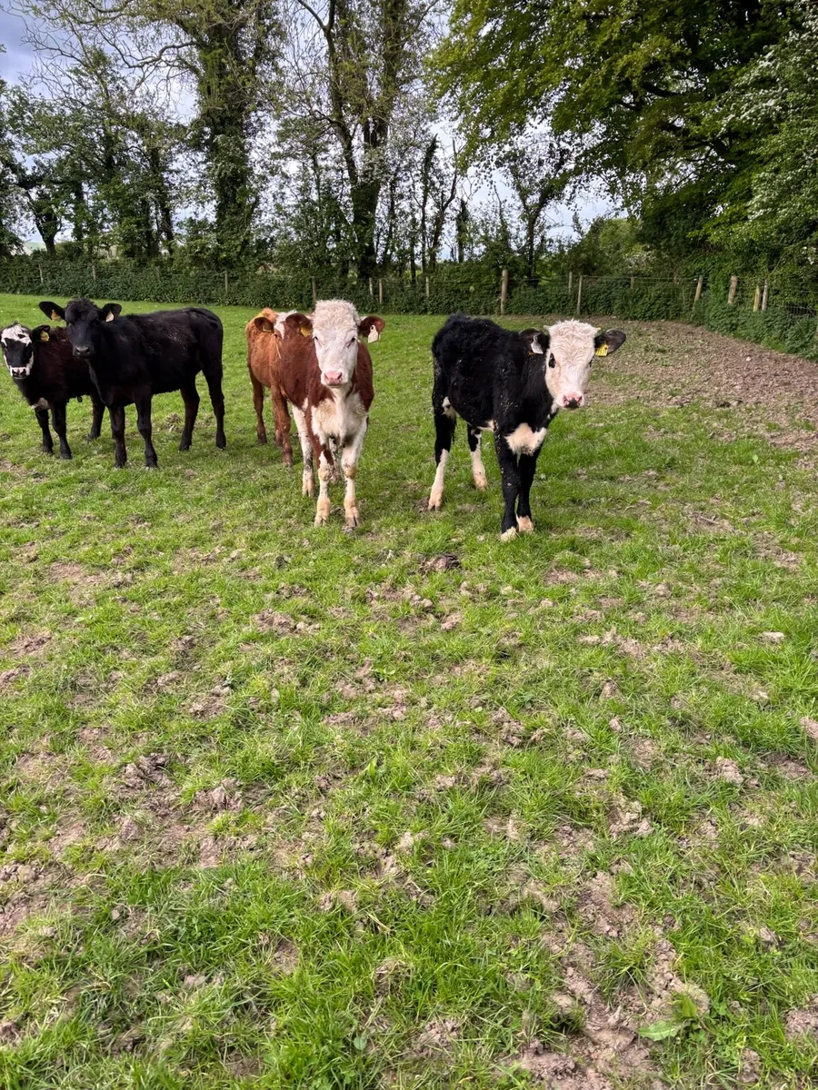 6 super Hereford and Angus weanling heifers - Image 1