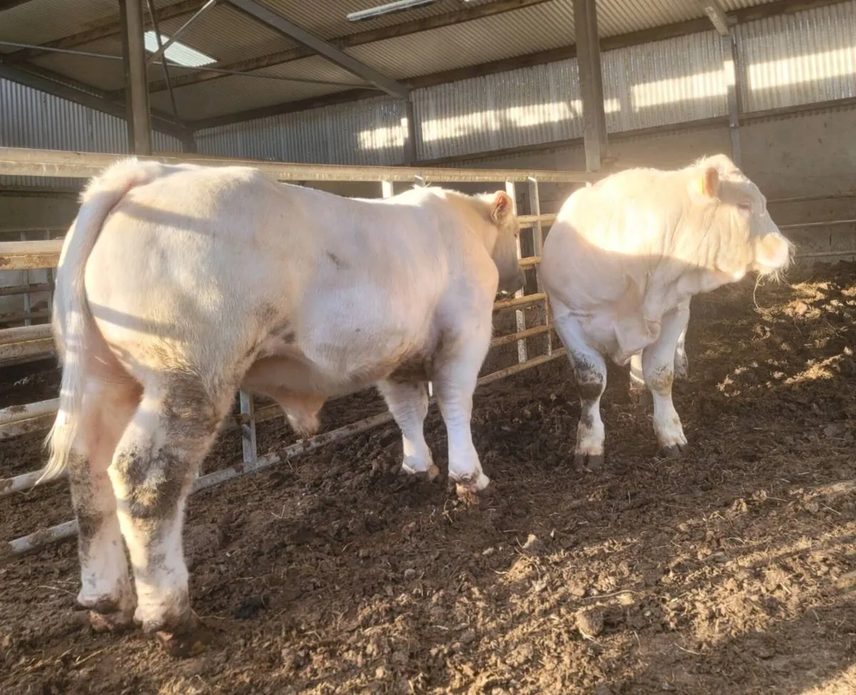 Bulls - Image 4