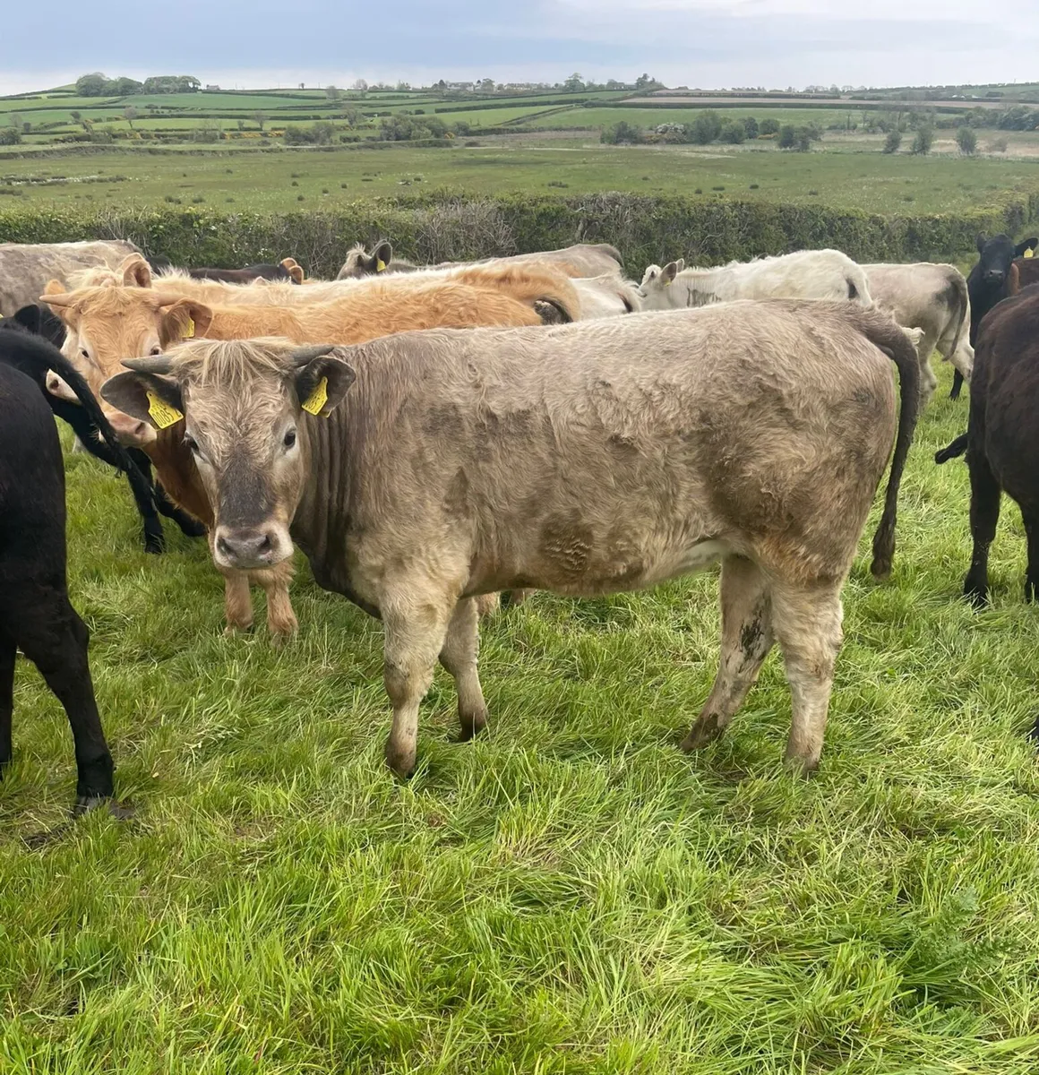 8 Ch bullocks & heifers 400 to 500kg - Image 1