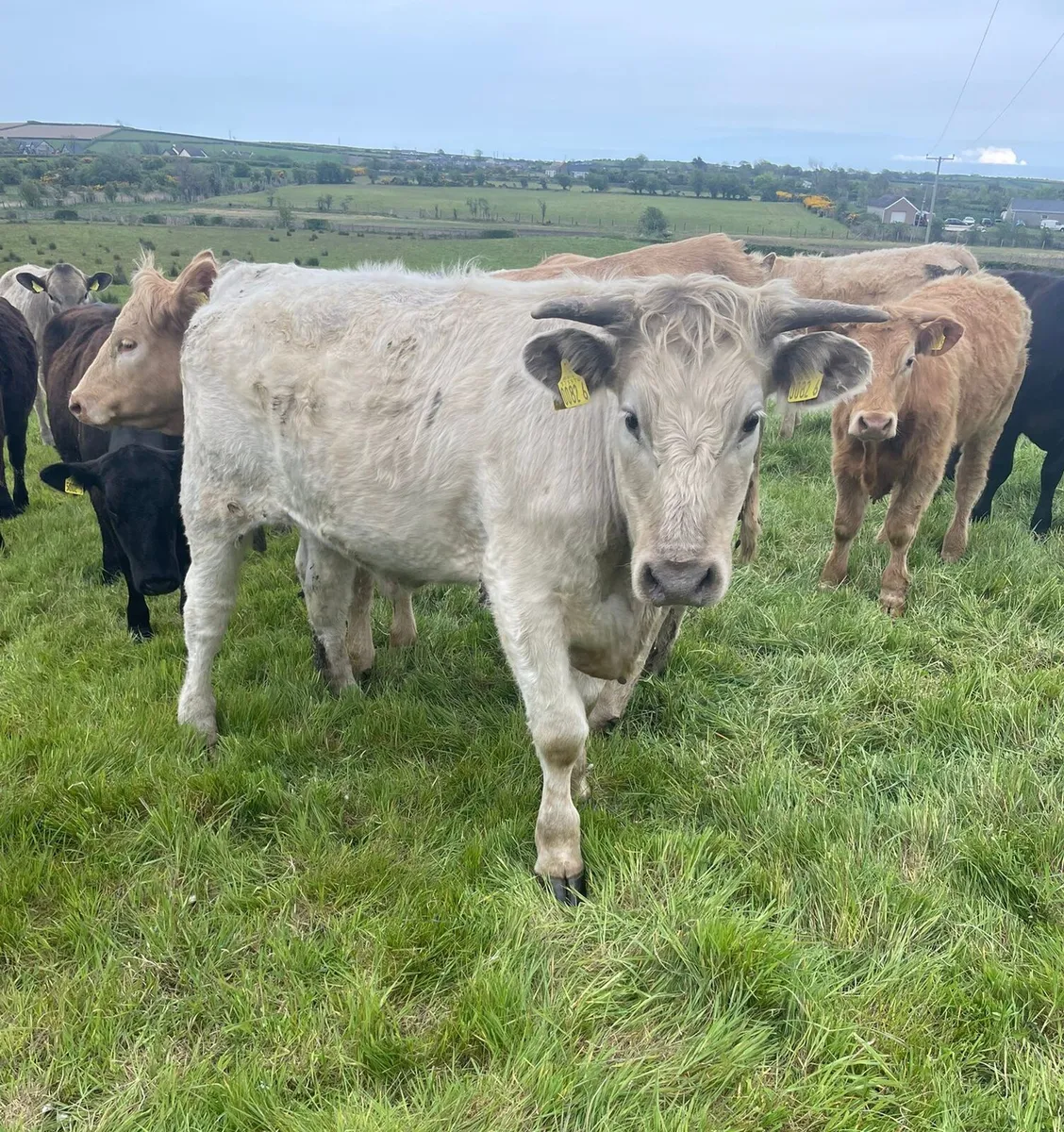 8 Ch bullocks & heifers 400 to 500kg - Image 2
