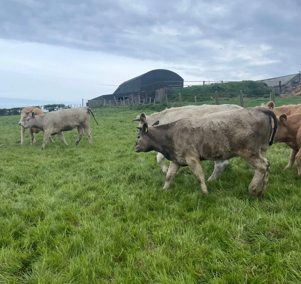 8 Ch bullocks & heifers 400 to 500kg - Image 3