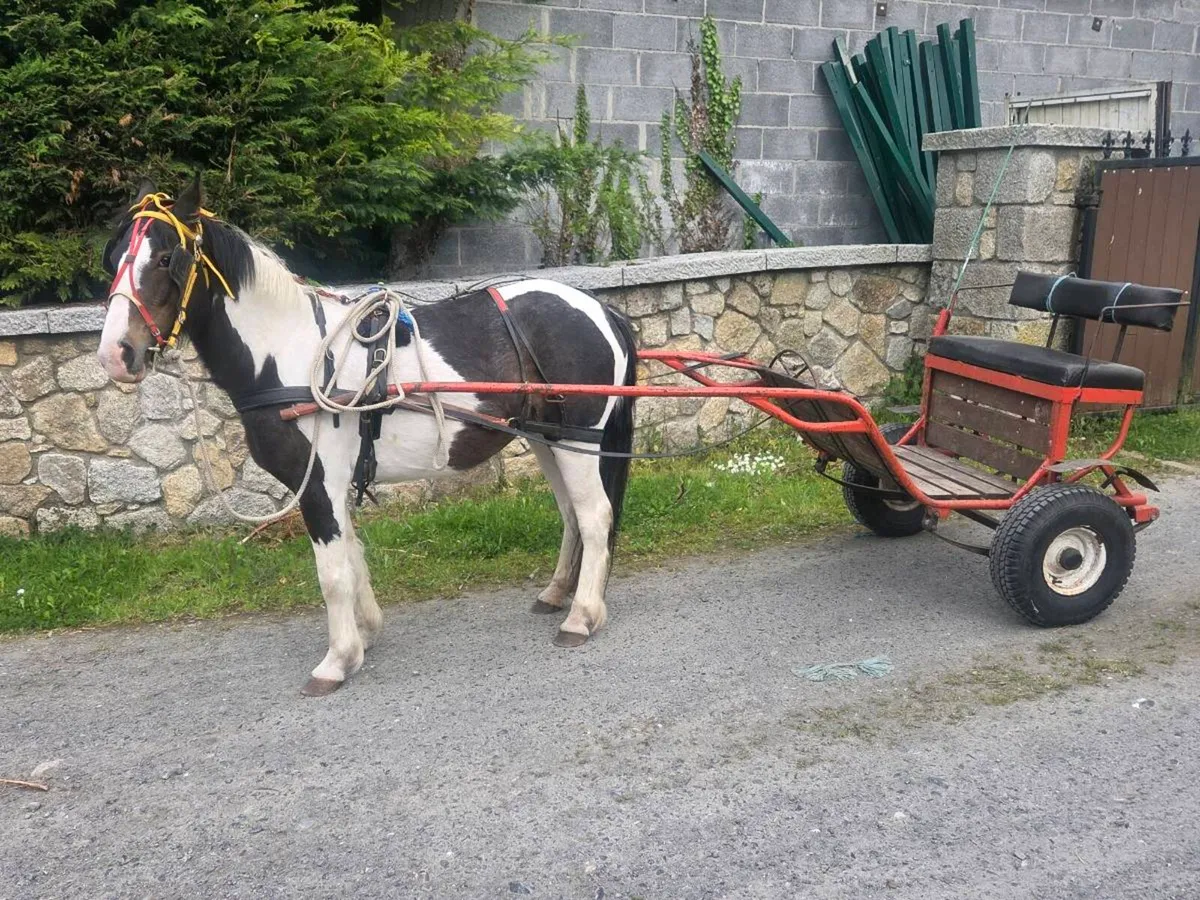 Half bred cob mare - Image 2