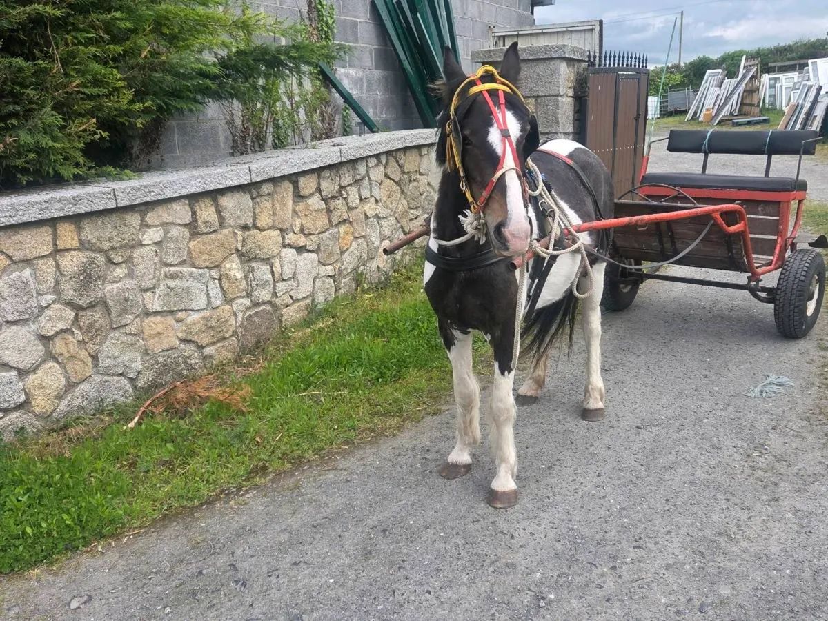 Half bred cob mare - Image 3