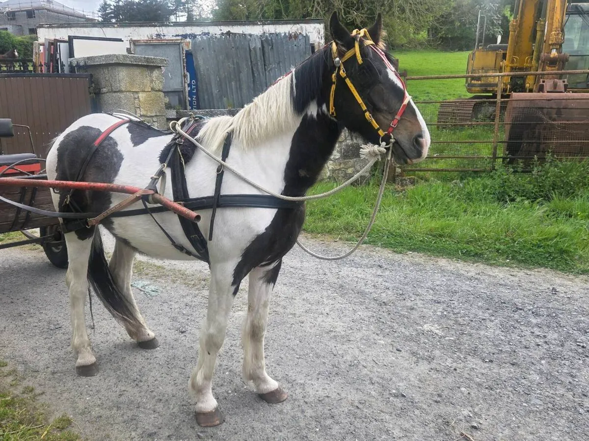 Half bred cob mare - Image 4