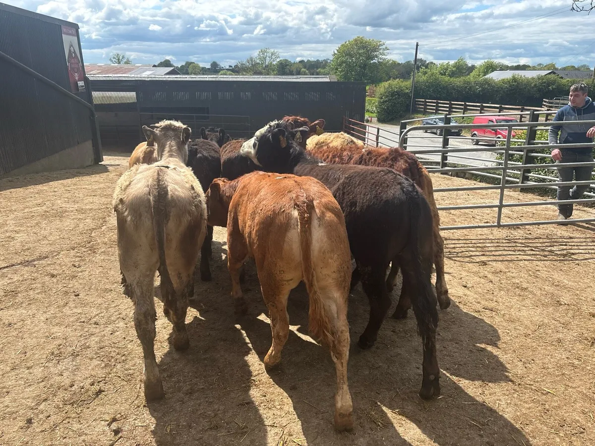 10 super suckler bred continental heifers - Image 2