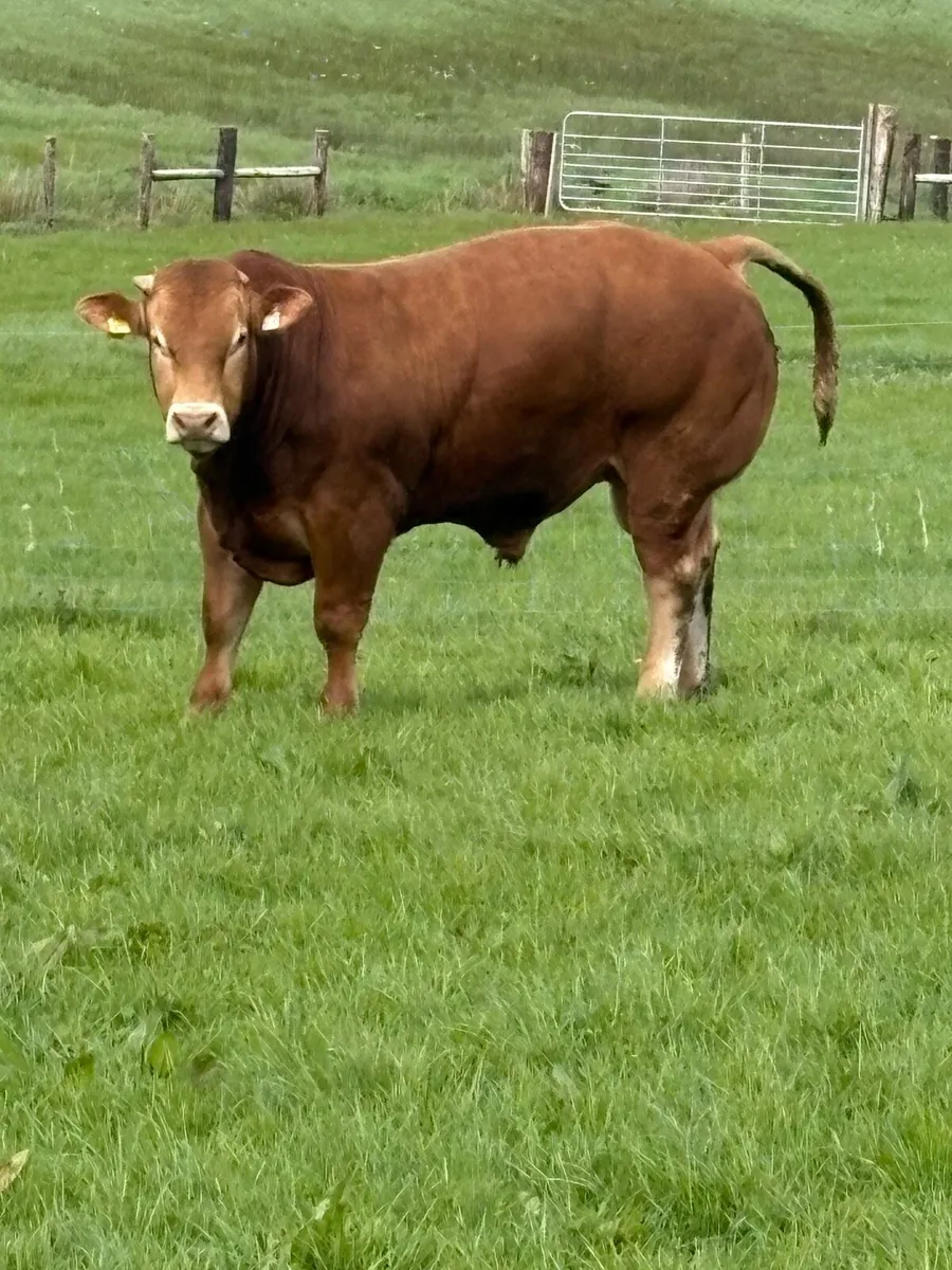 Super limousin bull - Image 1