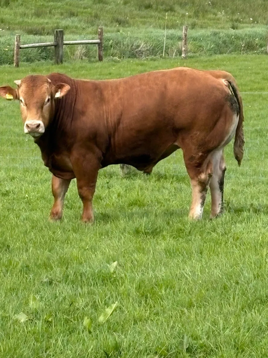 Super limousin bull - Image 2