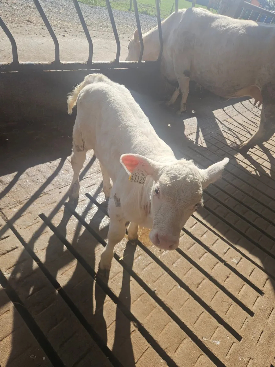 Six cow and calf suckler teams - Image 1