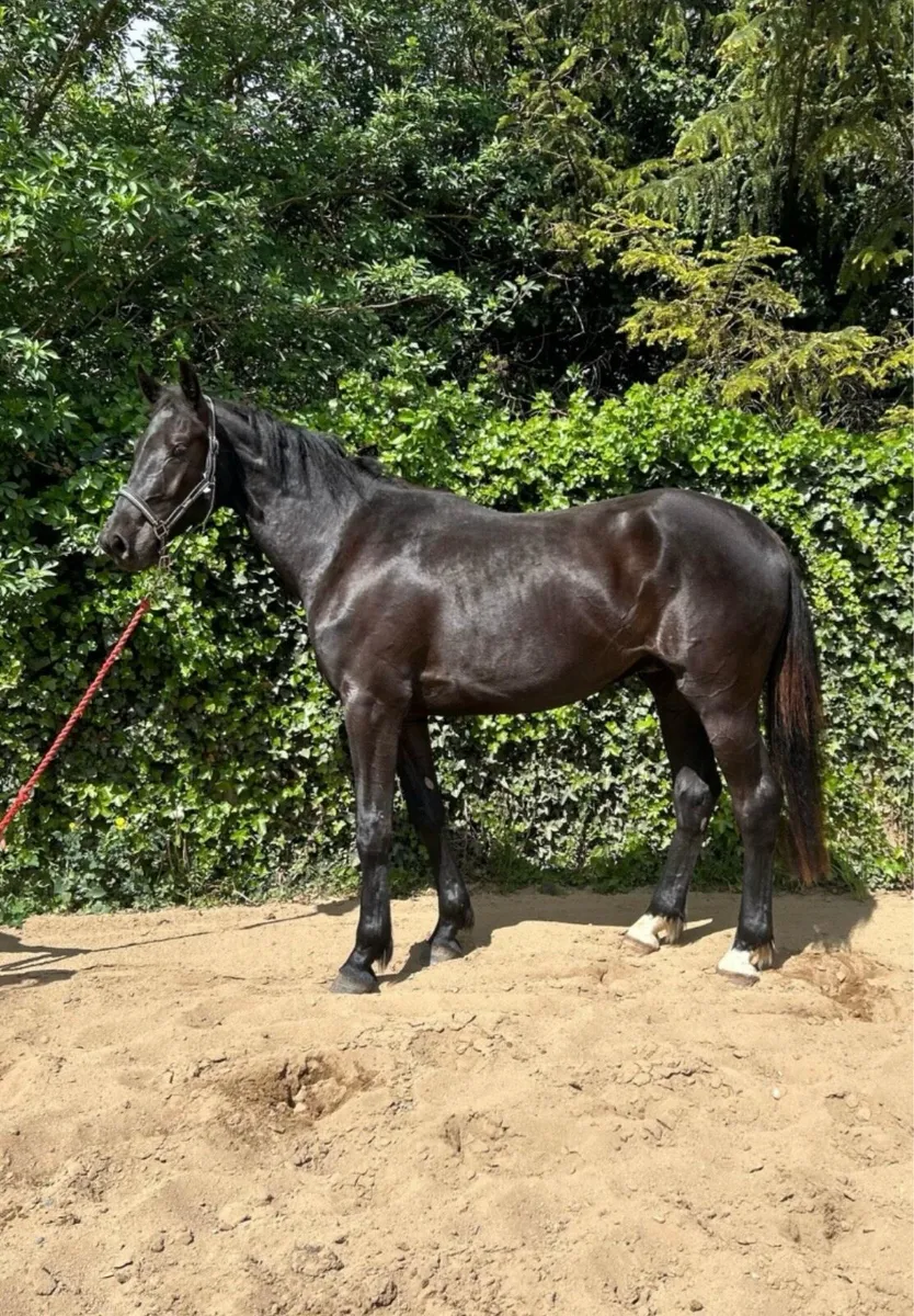 16 hands 3 year old full breeding records - Image 1