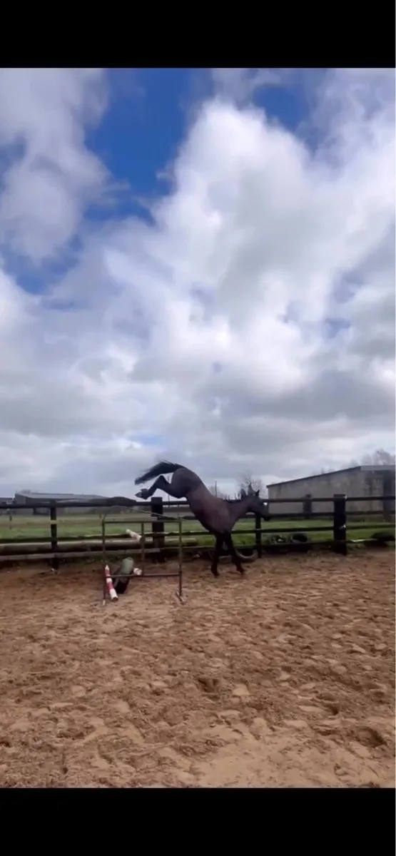 16 hands 3 year old full breeding records - Image 2