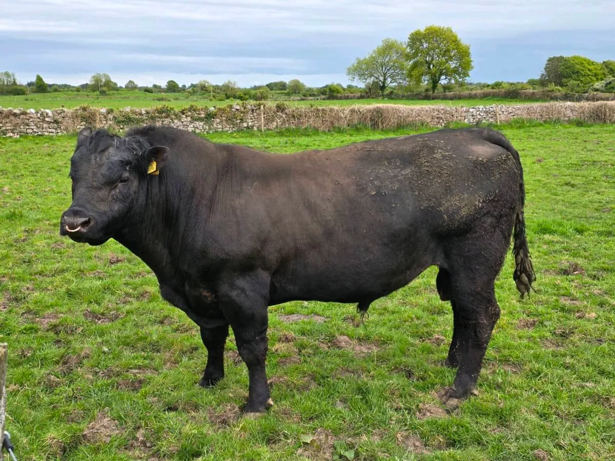Rawburn Jumbo Eric Pedigree registered AA bull - Image 3