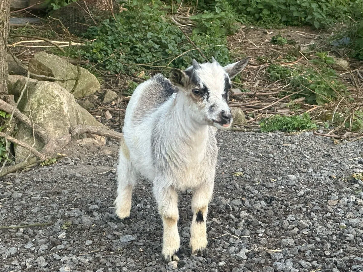 Pygmy goats - Image 1