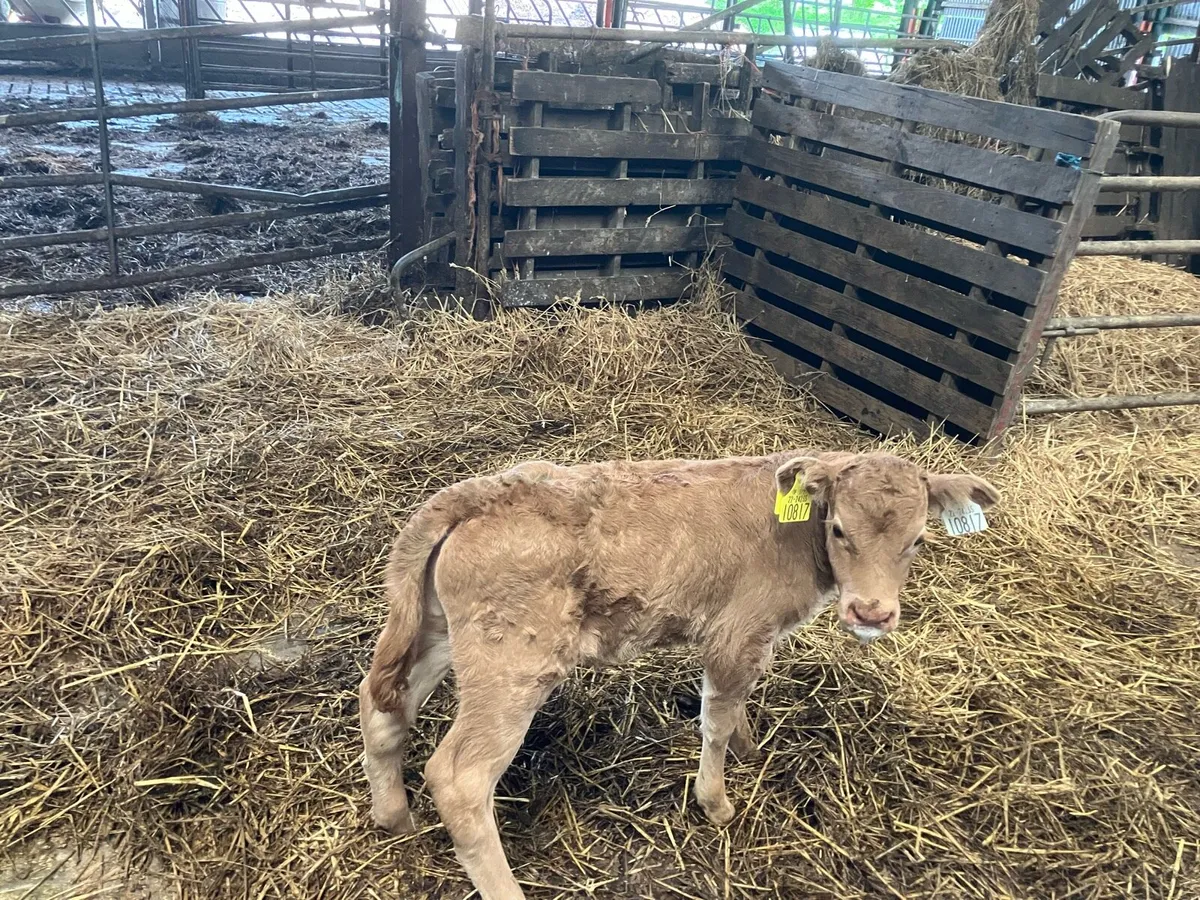 Calf - Image 3