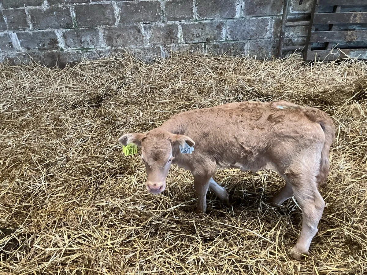 Calf - Image 4