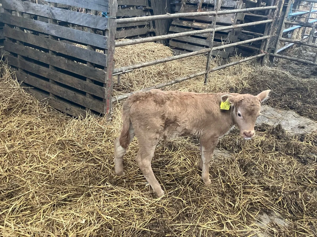 Calf - Image 2