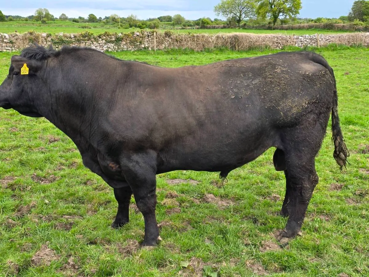4.no AI pedigree Angus Bulls  ⭐️⭐️⭐️⭐️⭐️ - Image 1