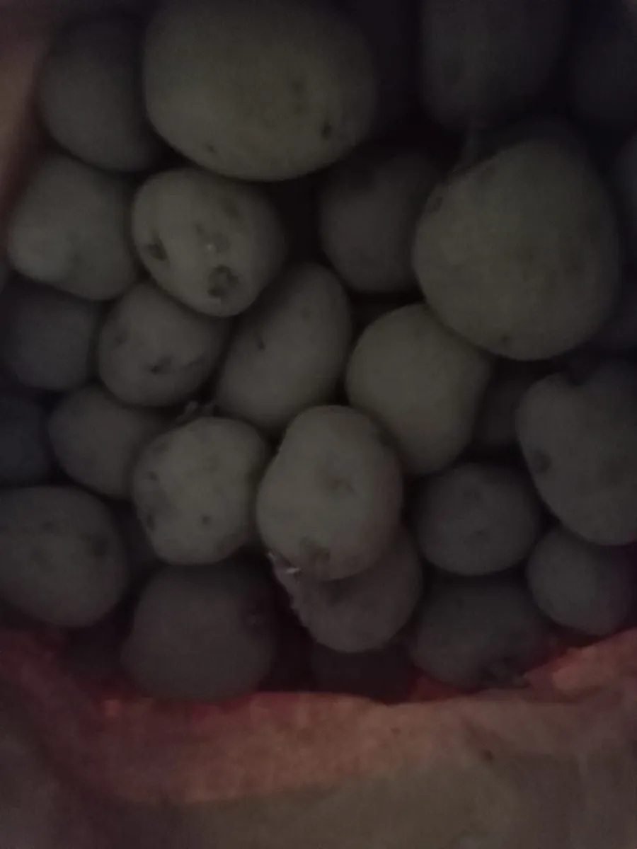 Certified Seed Potatoes - Image 1