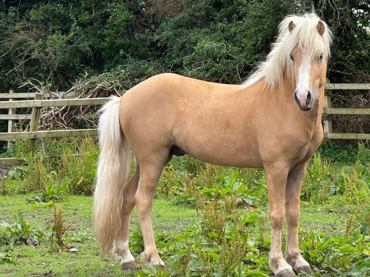 5 gaited Icelandic Stallion at Stud - Image 1