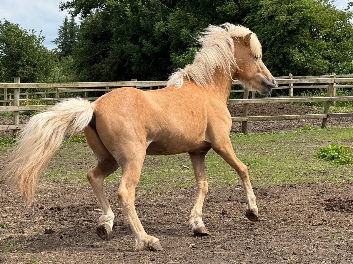 5 gaited Icelandic Stallion at Stud - Image 2