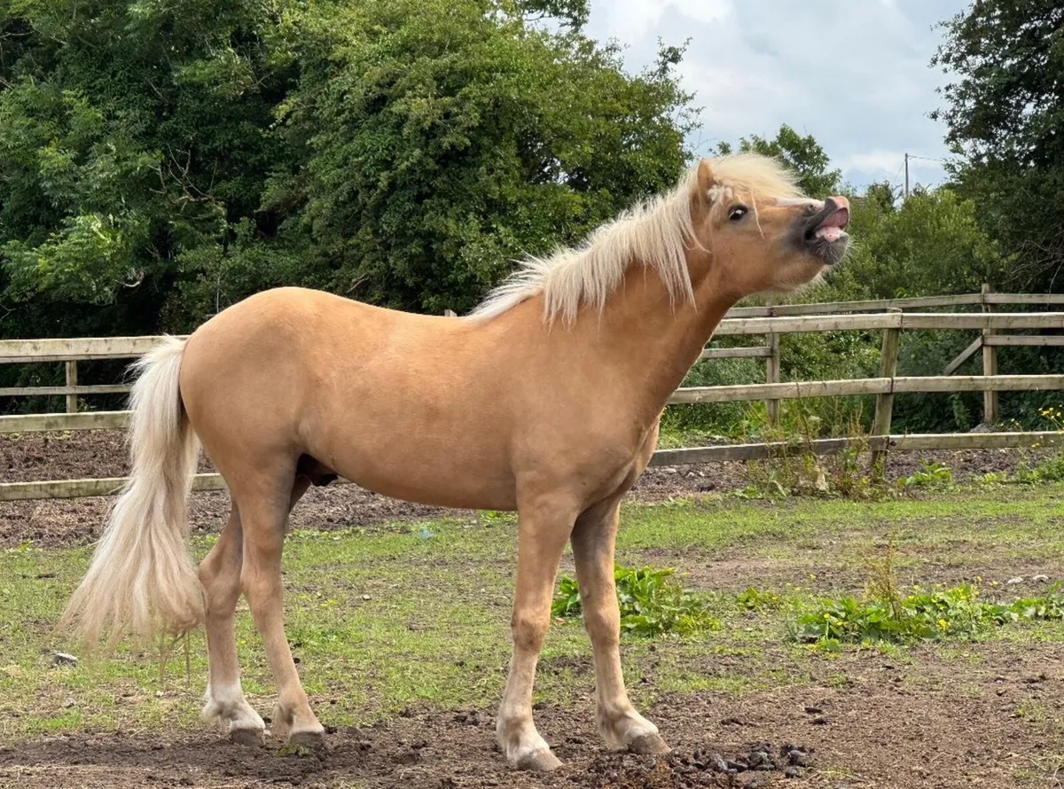 5 gaited Icelandic Stallion at Stud - Image 3
