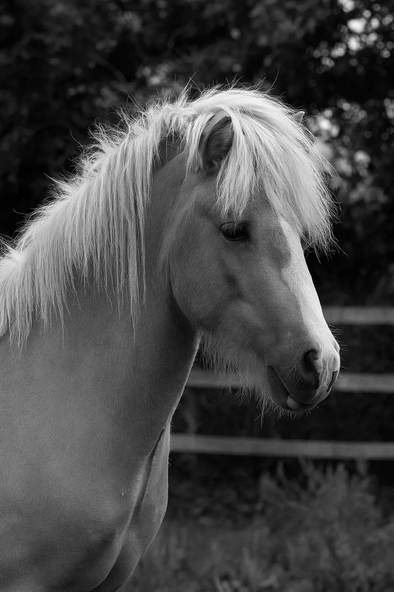 5 gaited Icelandic Stallion at Stud - Image 4