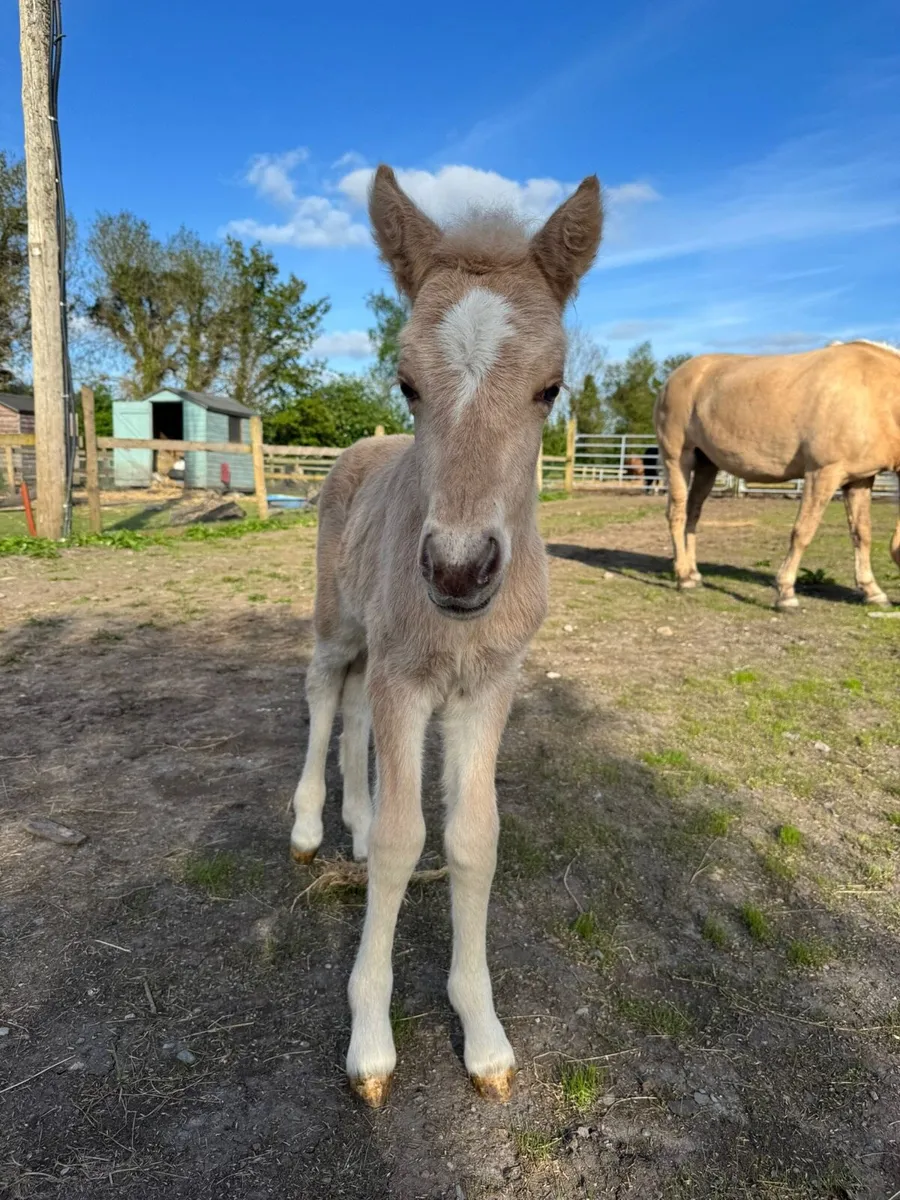 🌟 IRELAND’S ONLY ICELANDIC STALLION AT STUD 🌟 - Image 2