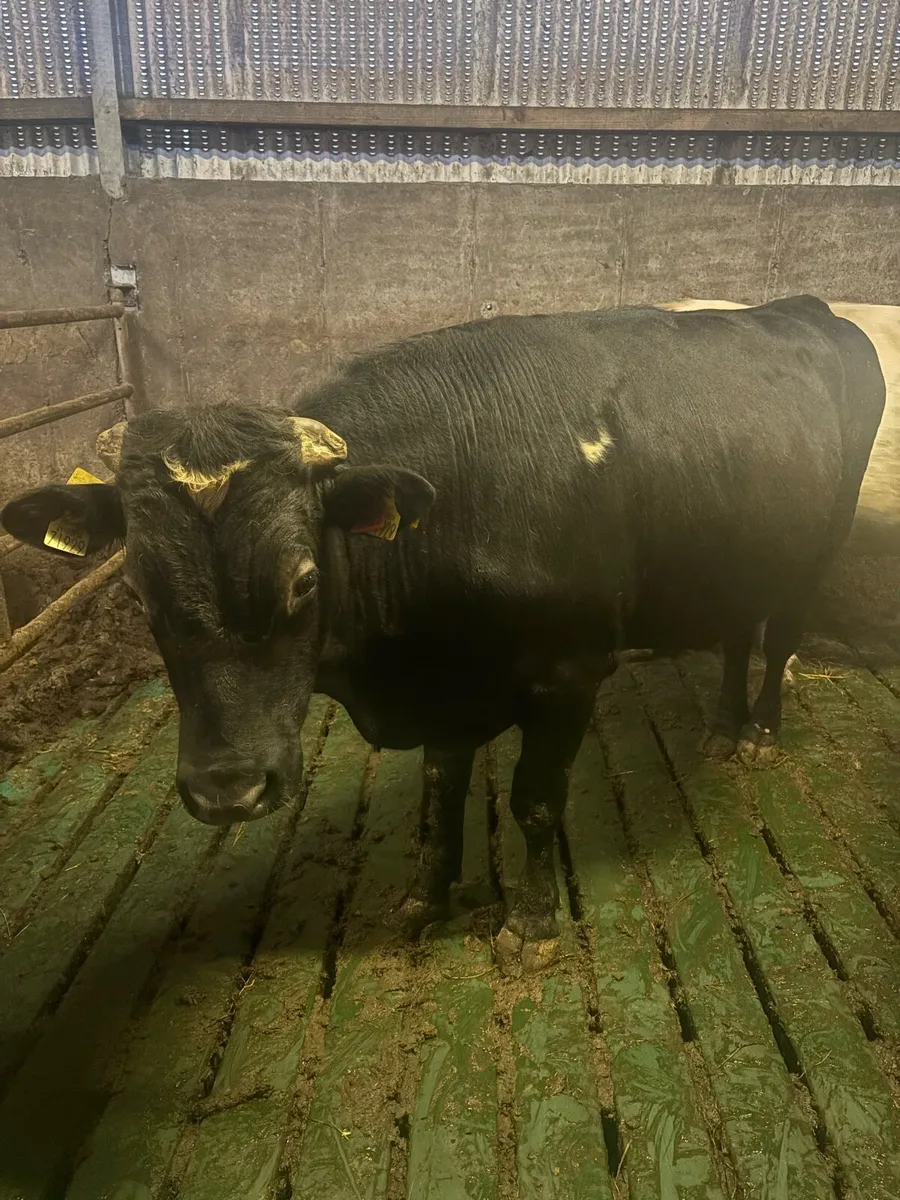 Vasectomised teaser bull - Image 3