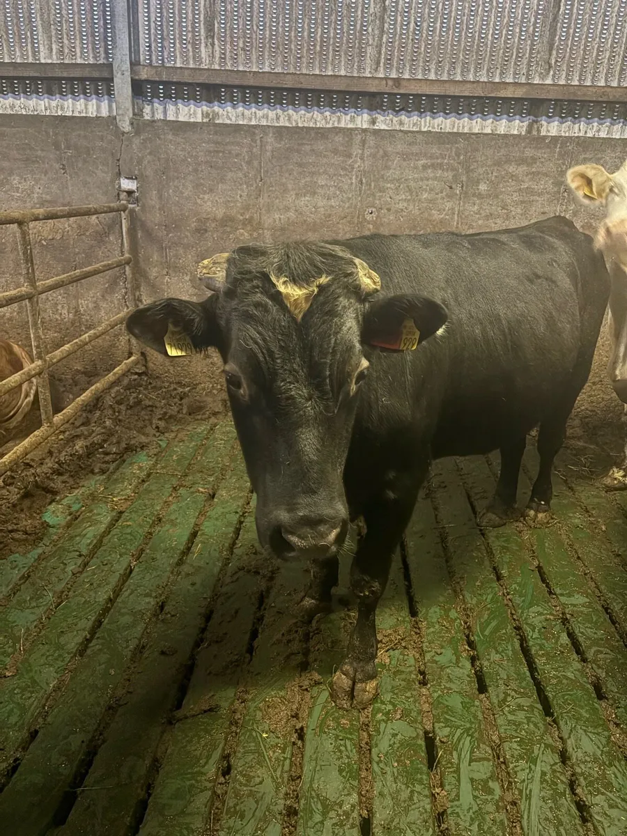 Vasectomised teaser bull - Image 4
