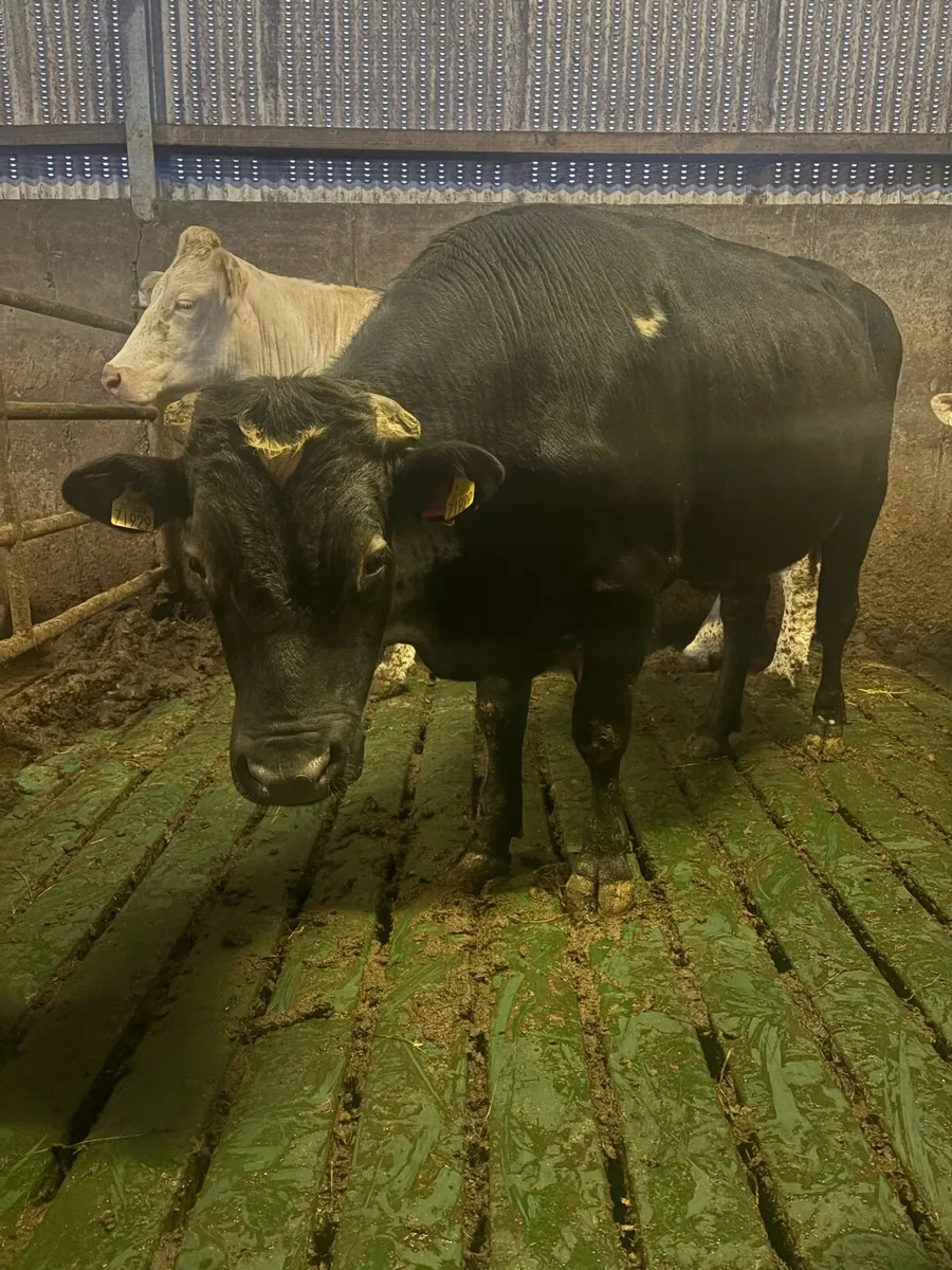 Vasectomised teaser bull - Image 2