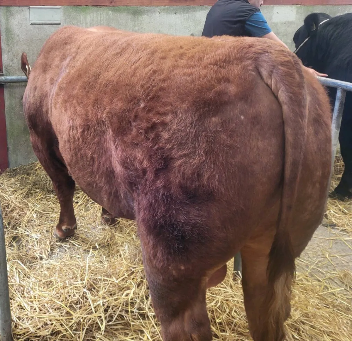 Red Angus bulls for sale - Image 2