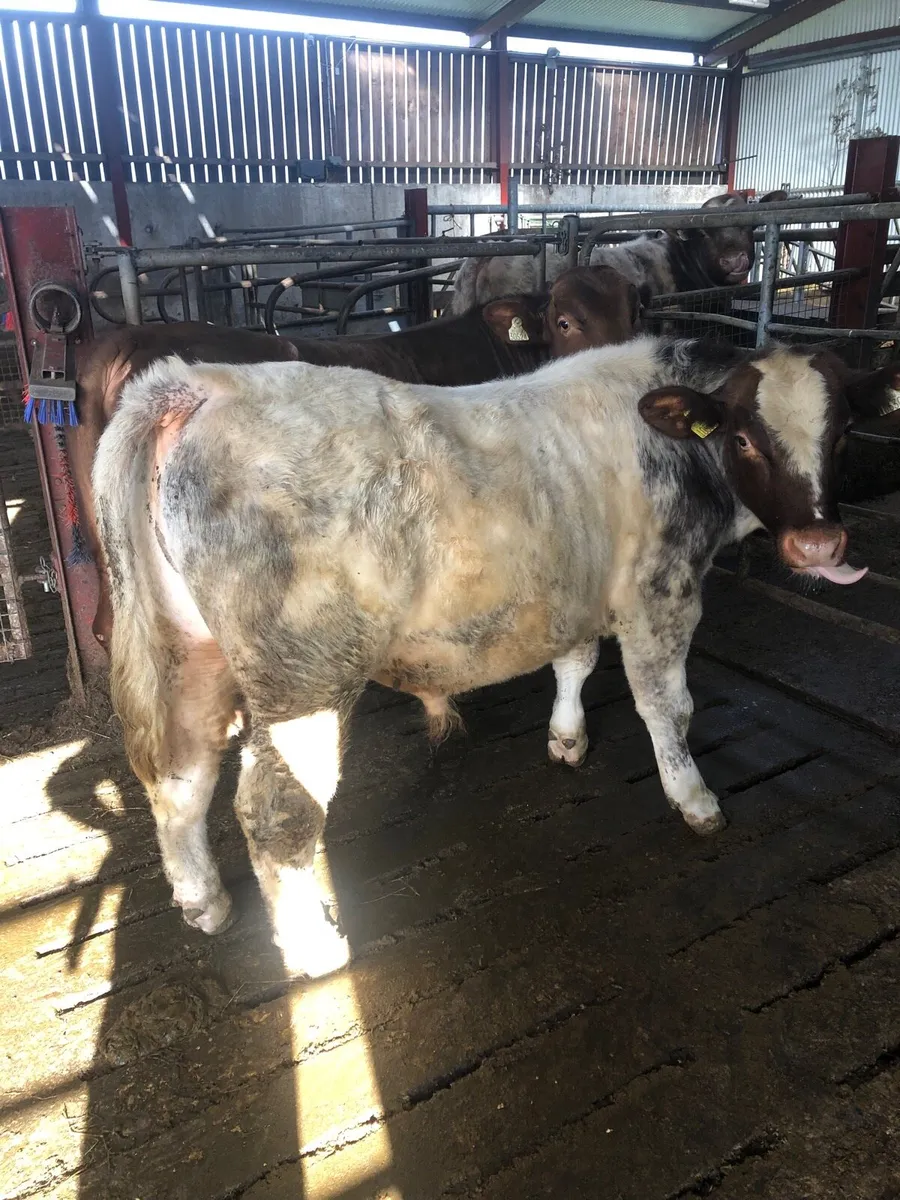 PB Shorthorn bulls - Image 1