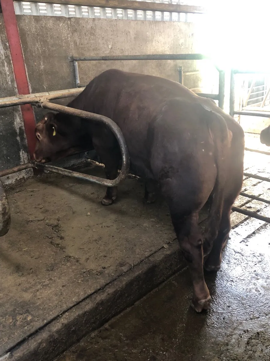PB Shorthorn bulls - Image 2