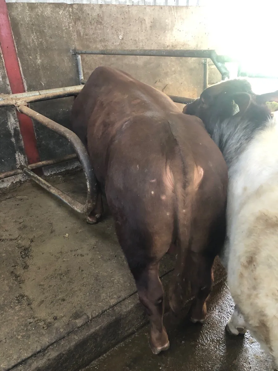 PB Shorthorn bulls - Image 3