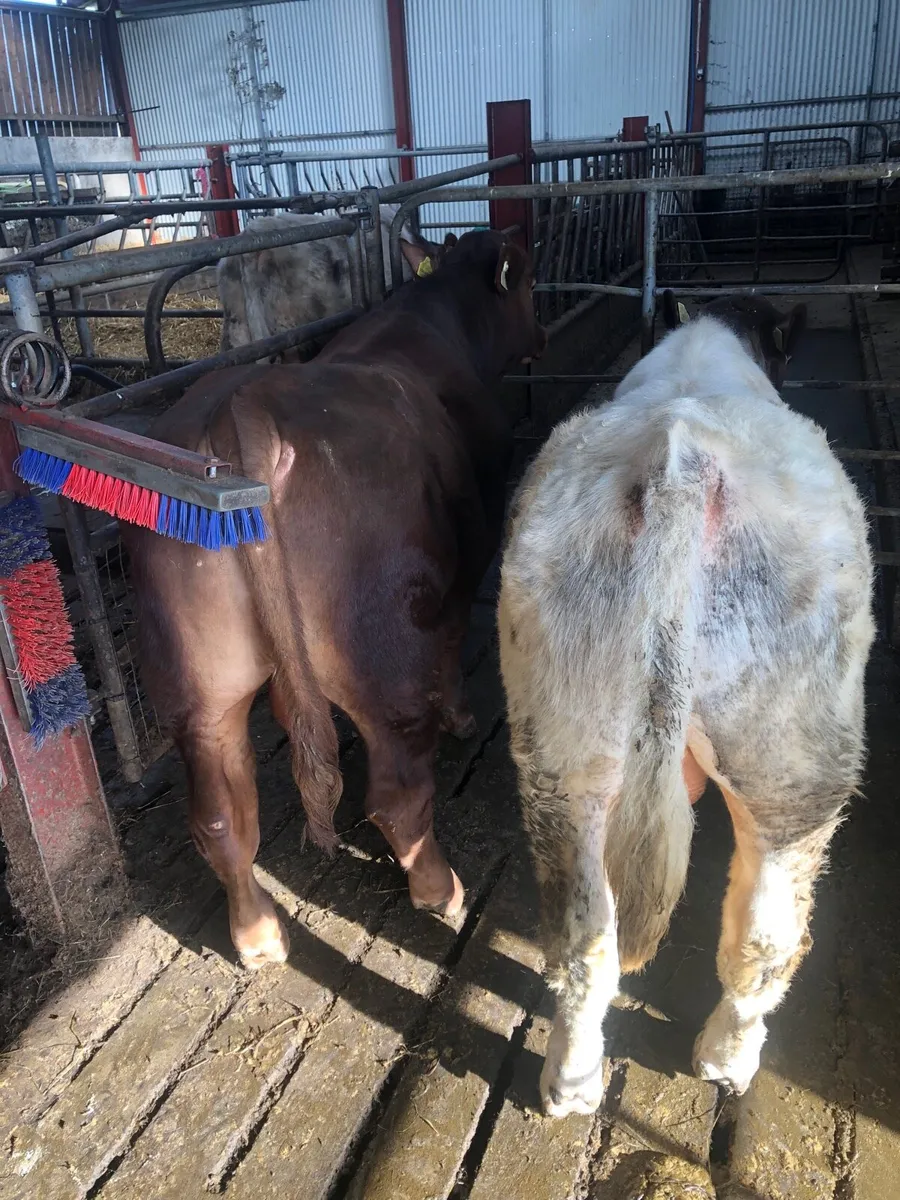 PB Shorthorn bulls - Image 4