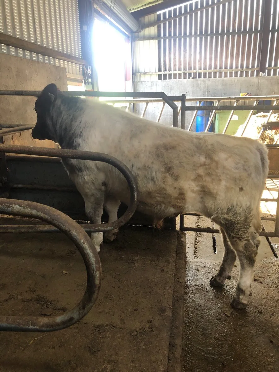 PB Shorthorn bull - Image 2